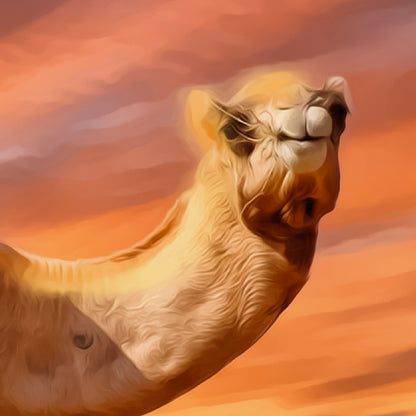 Camel